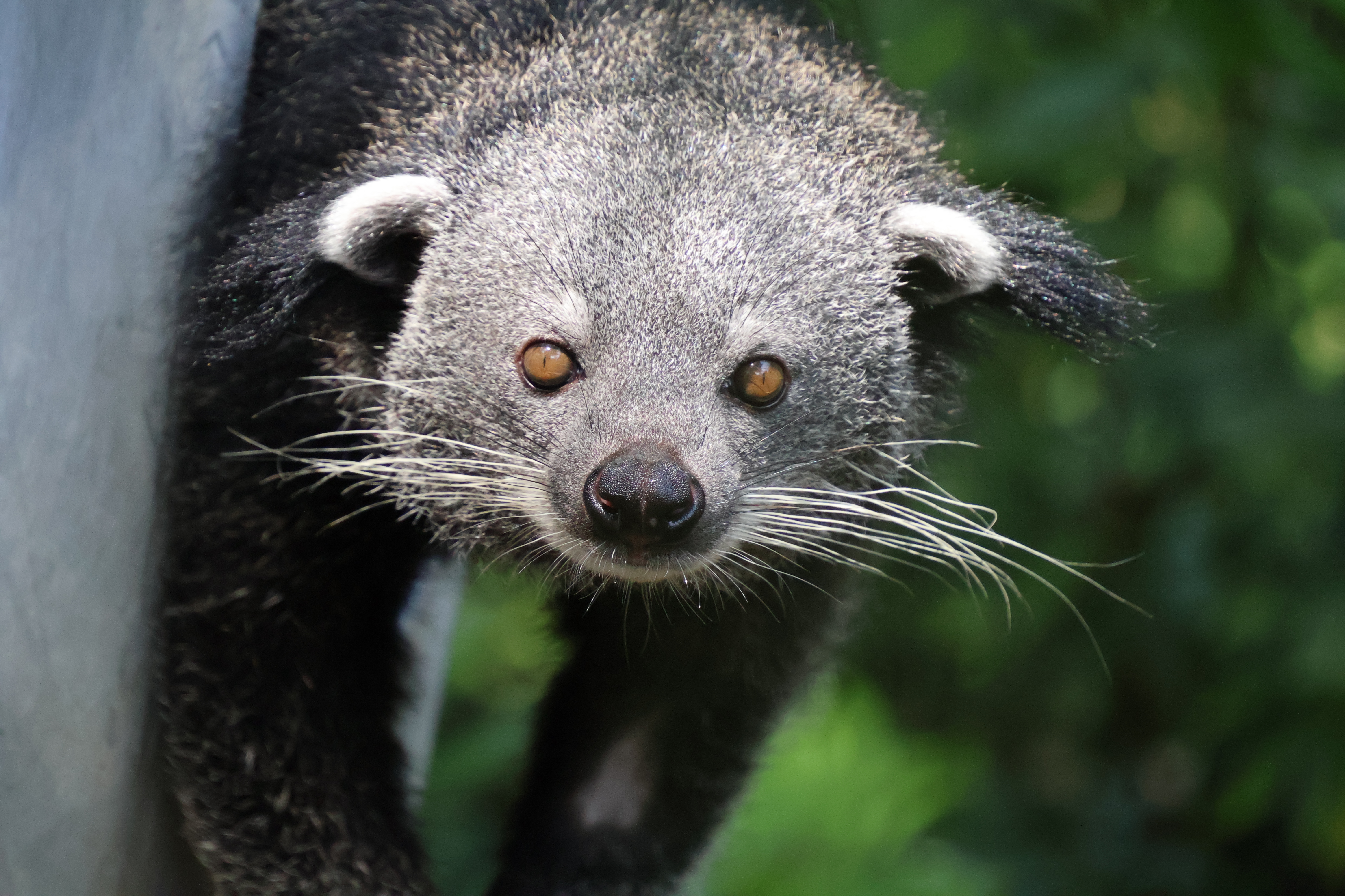 Binturong