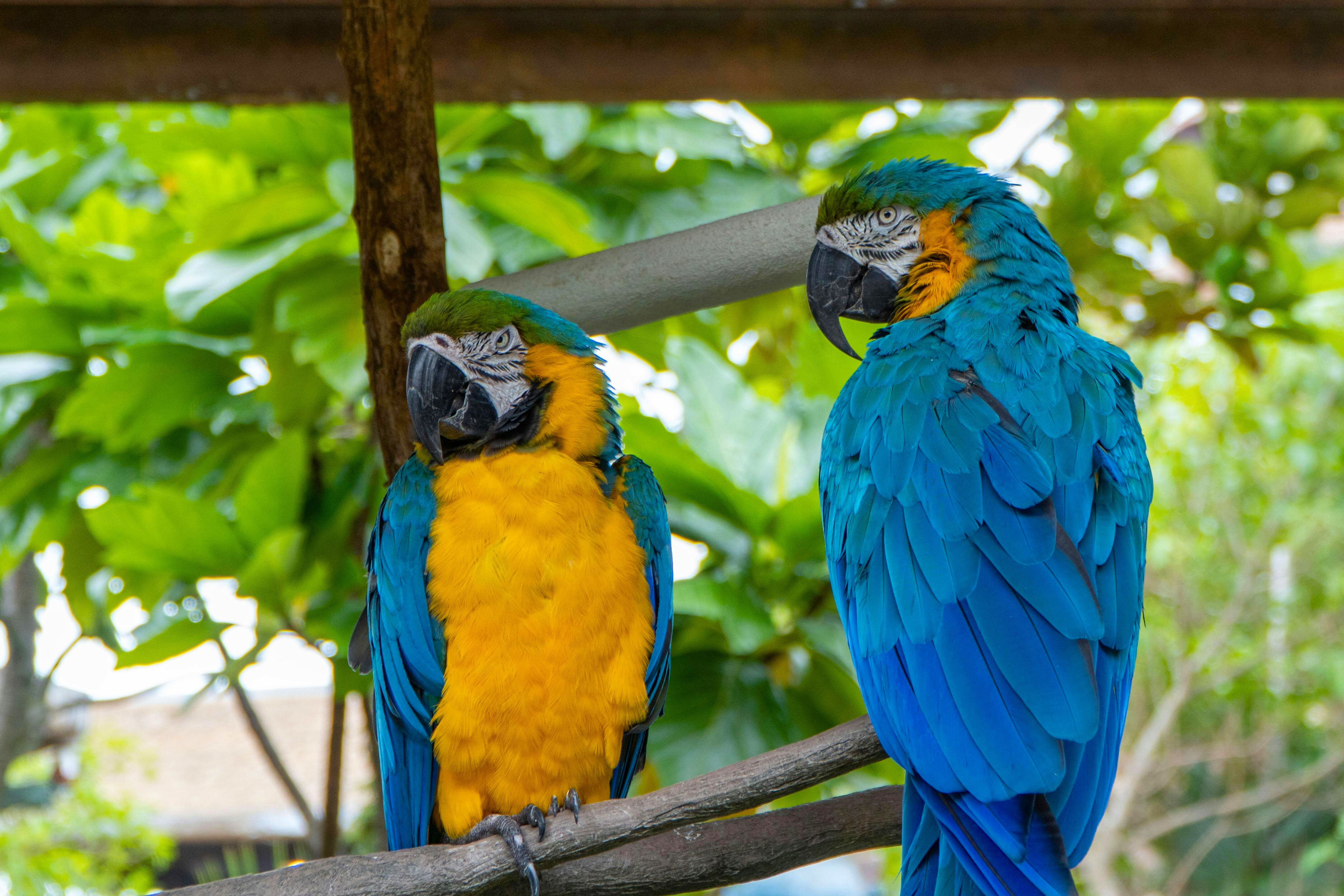 Blue-and-yellow macaw
