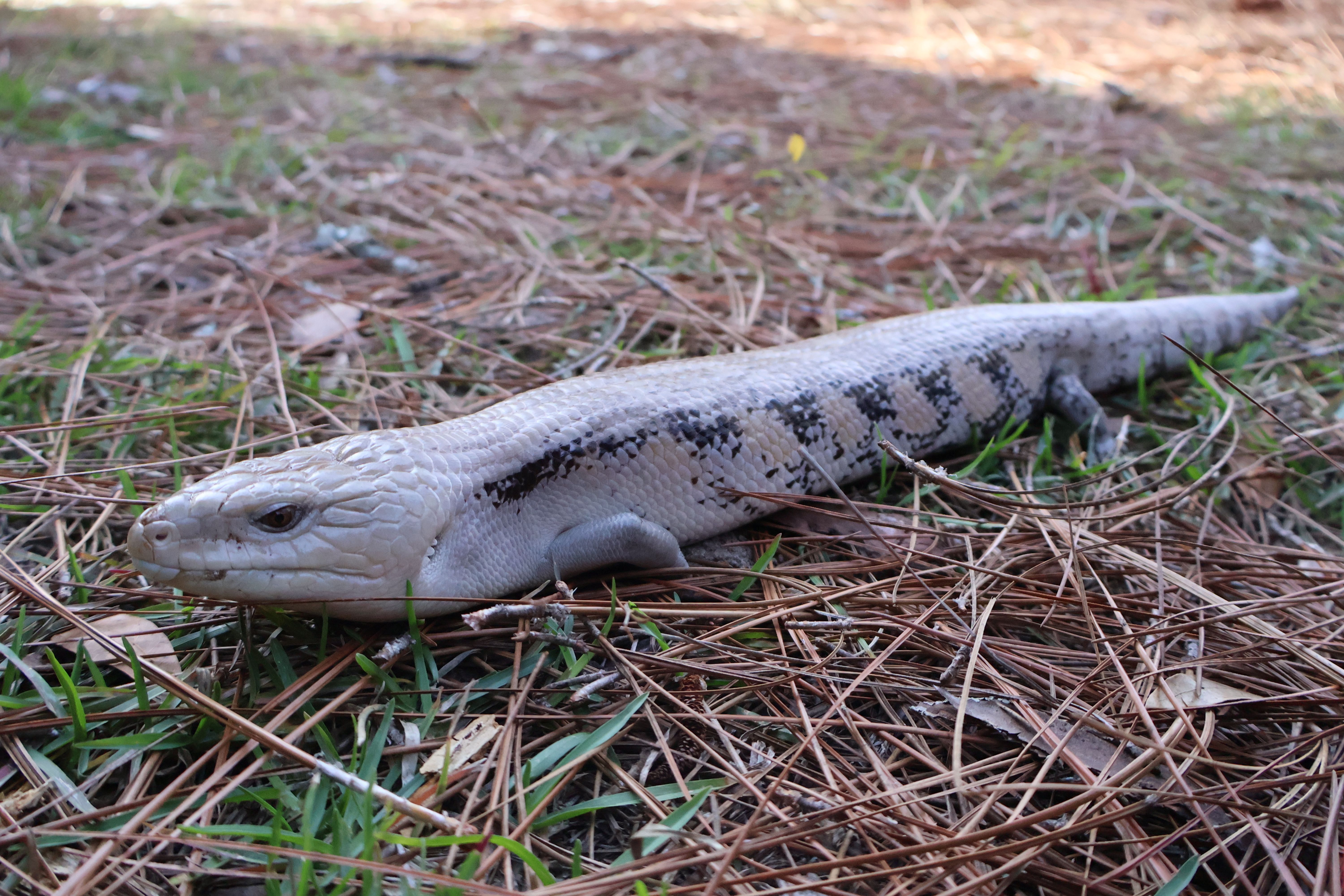 Blue-tongued skink