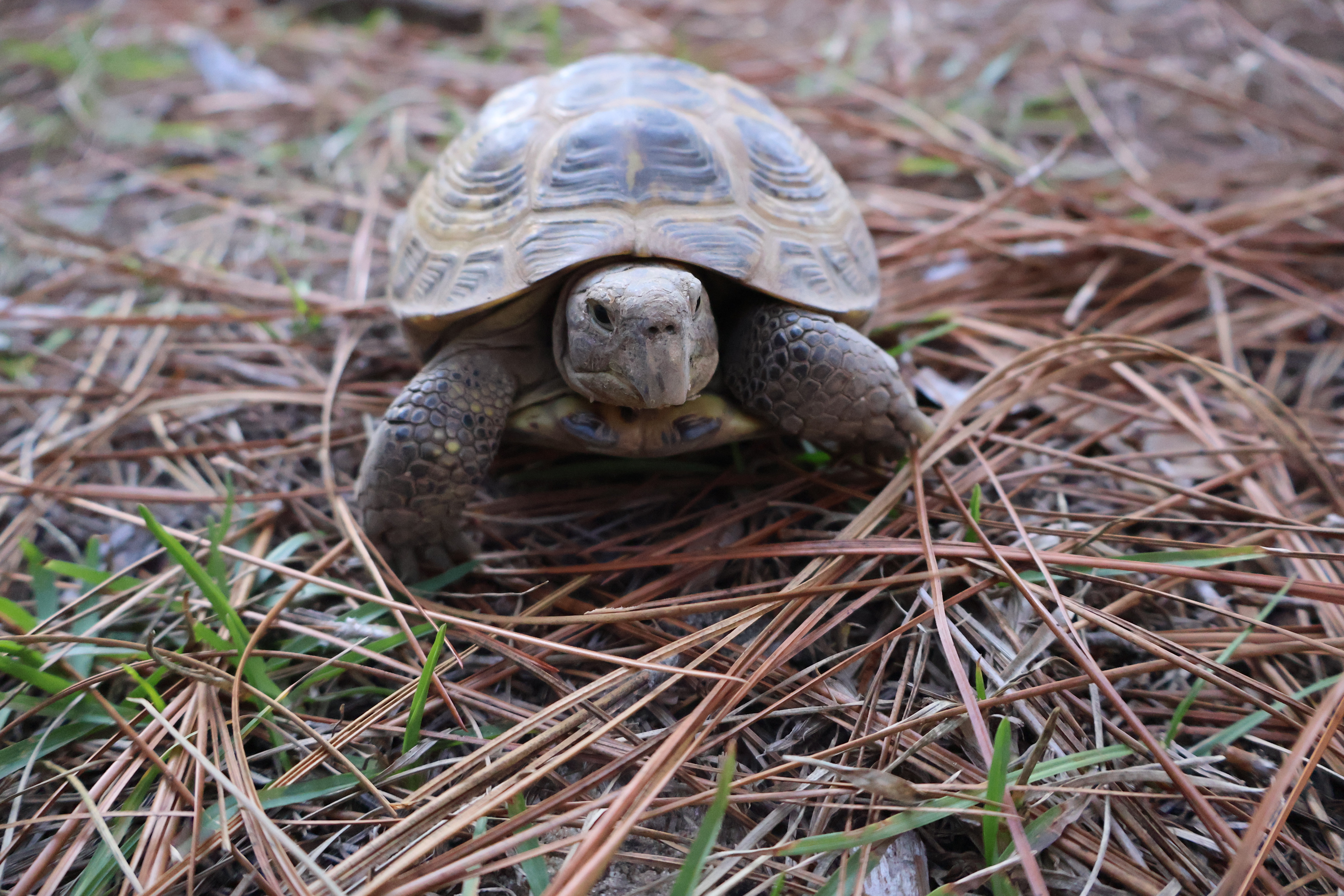 Central Asian tortoise