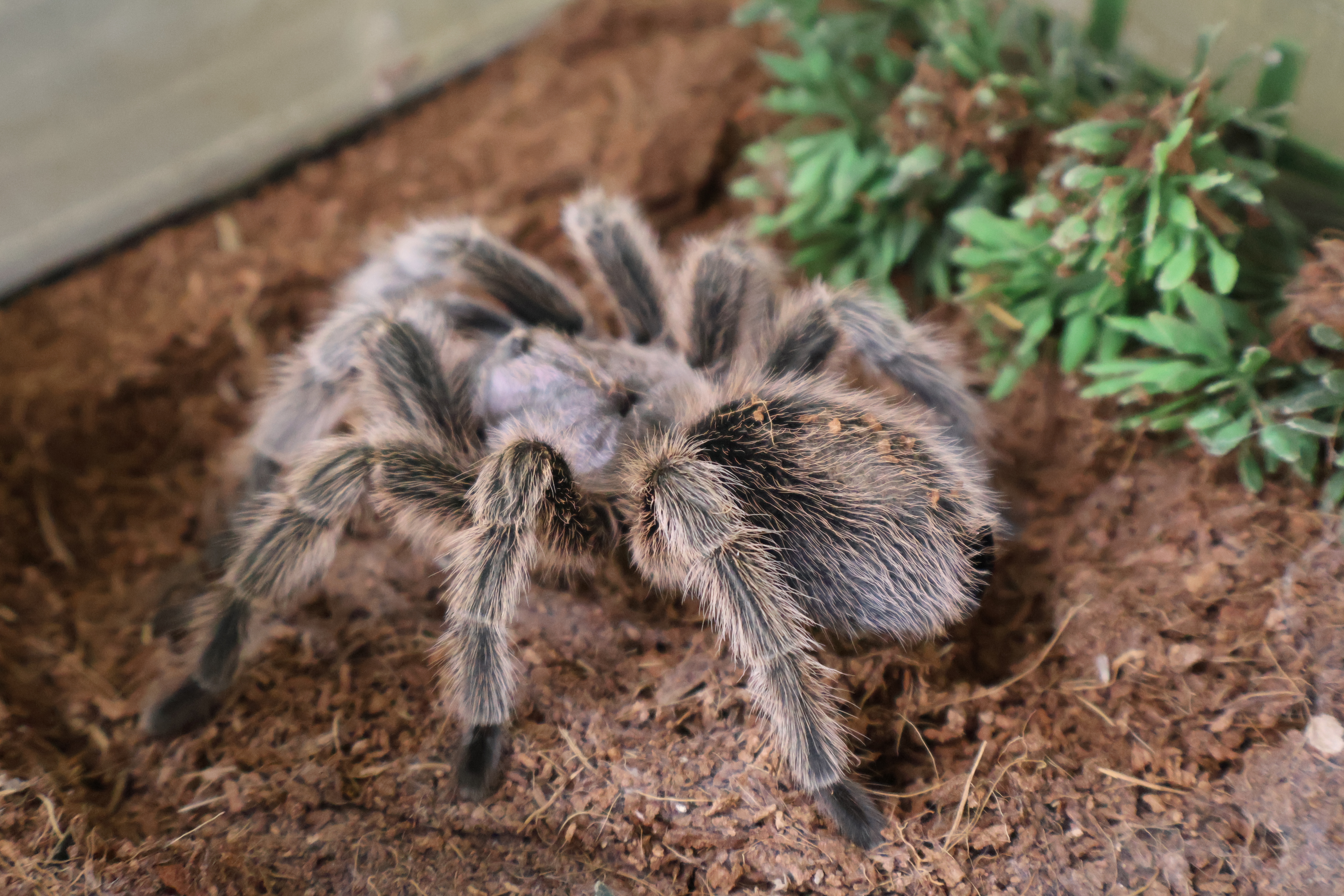 Chilean rose tarantula