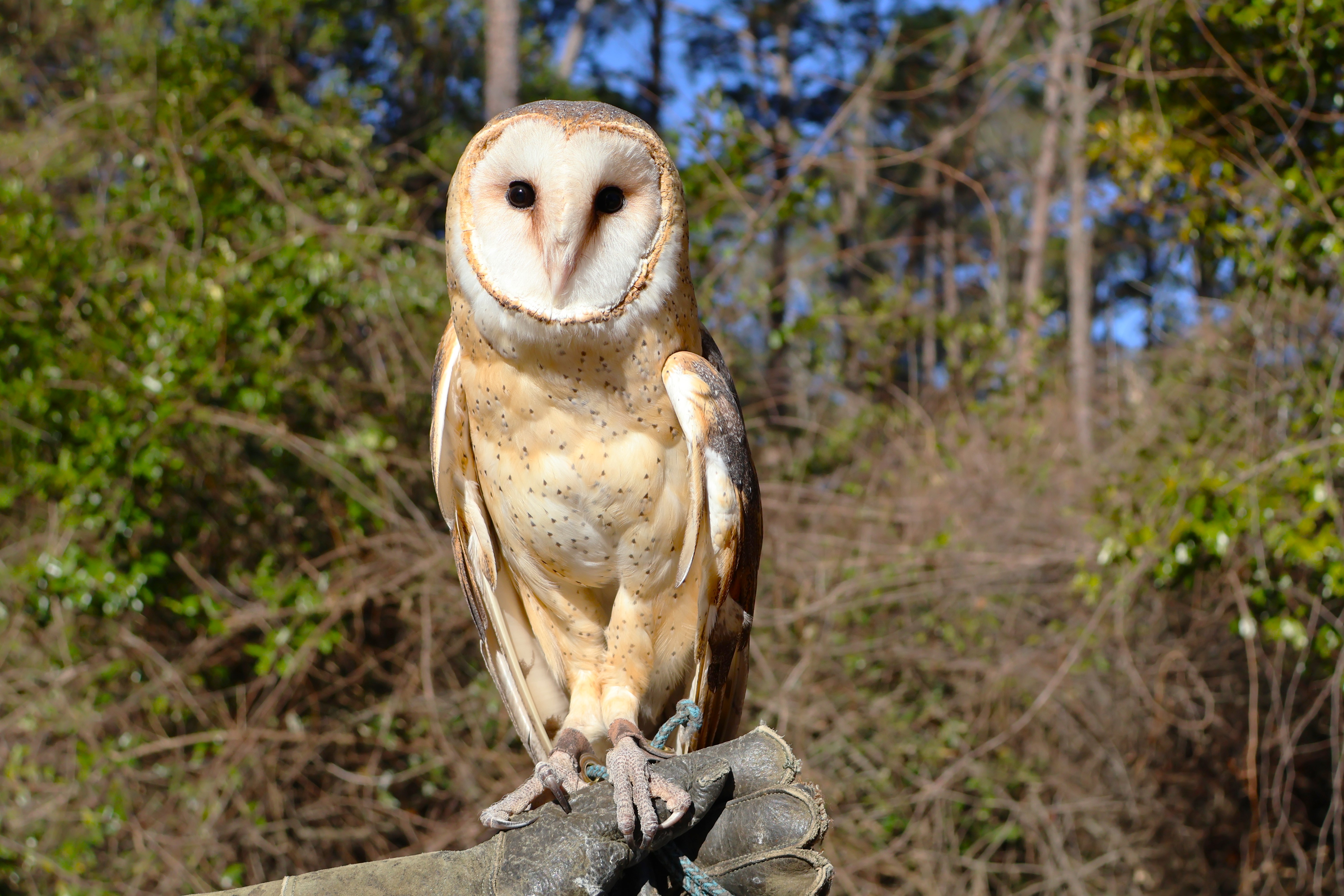 Common barn owl