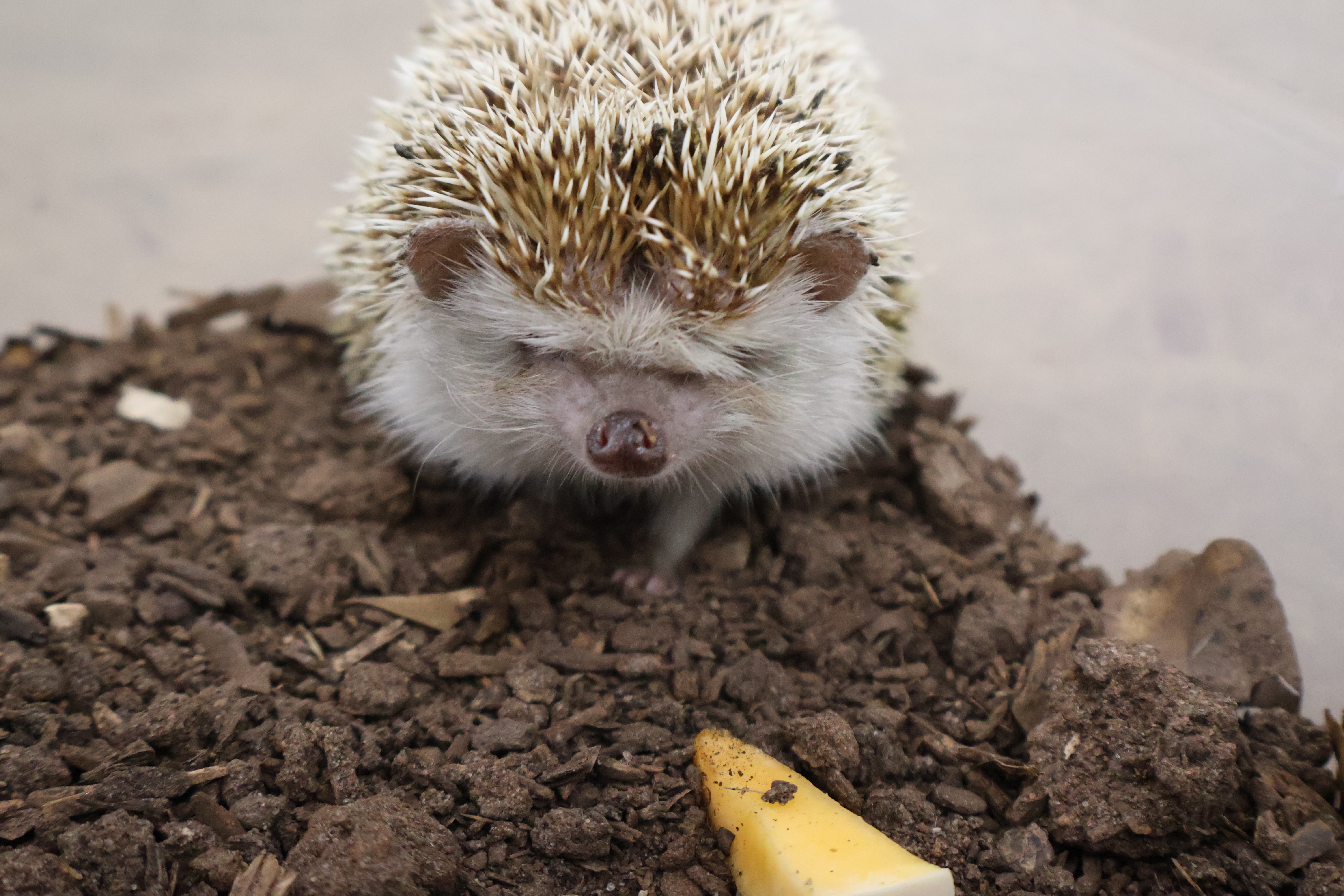 Four-toed hedgehog