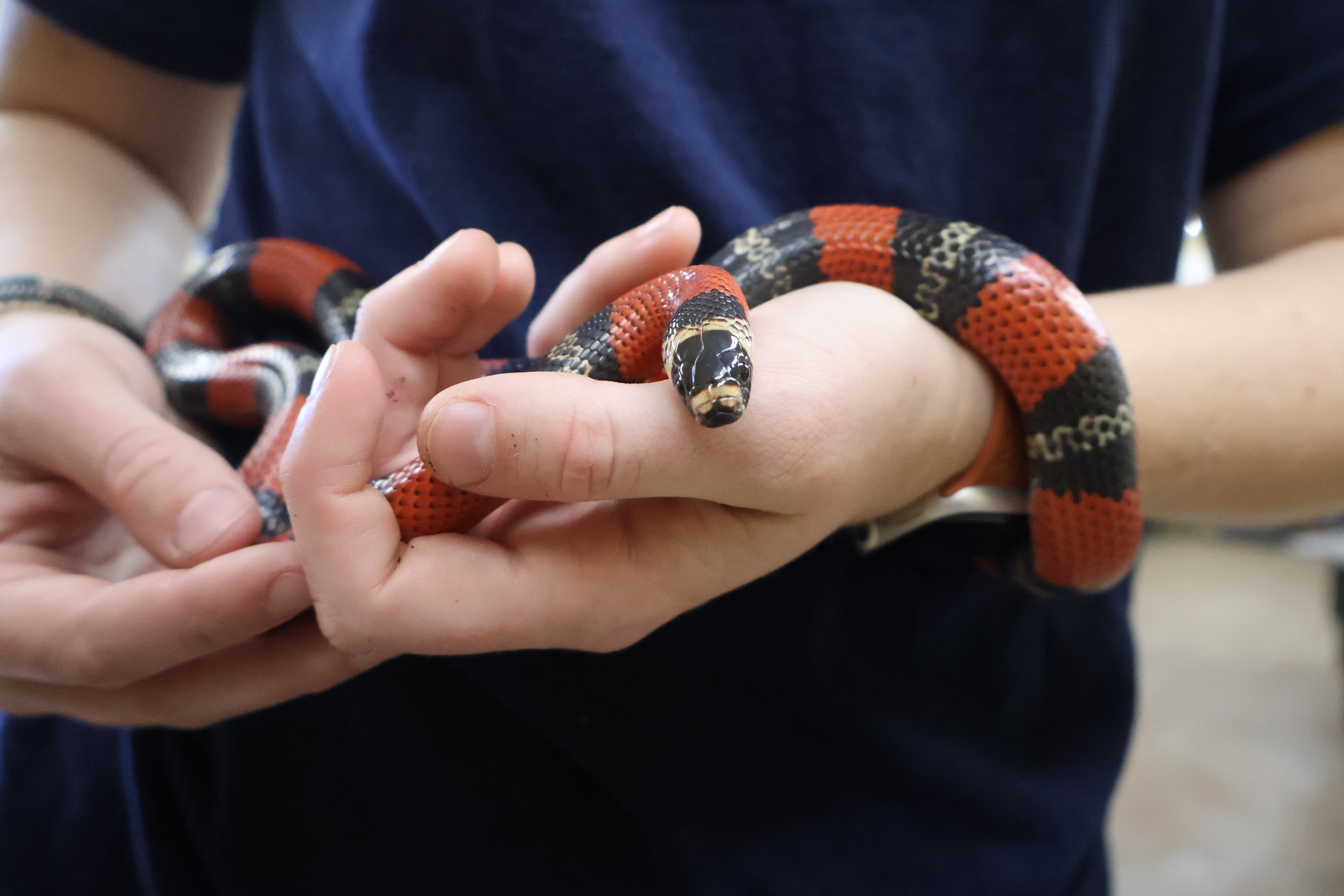 Honduran milk snake