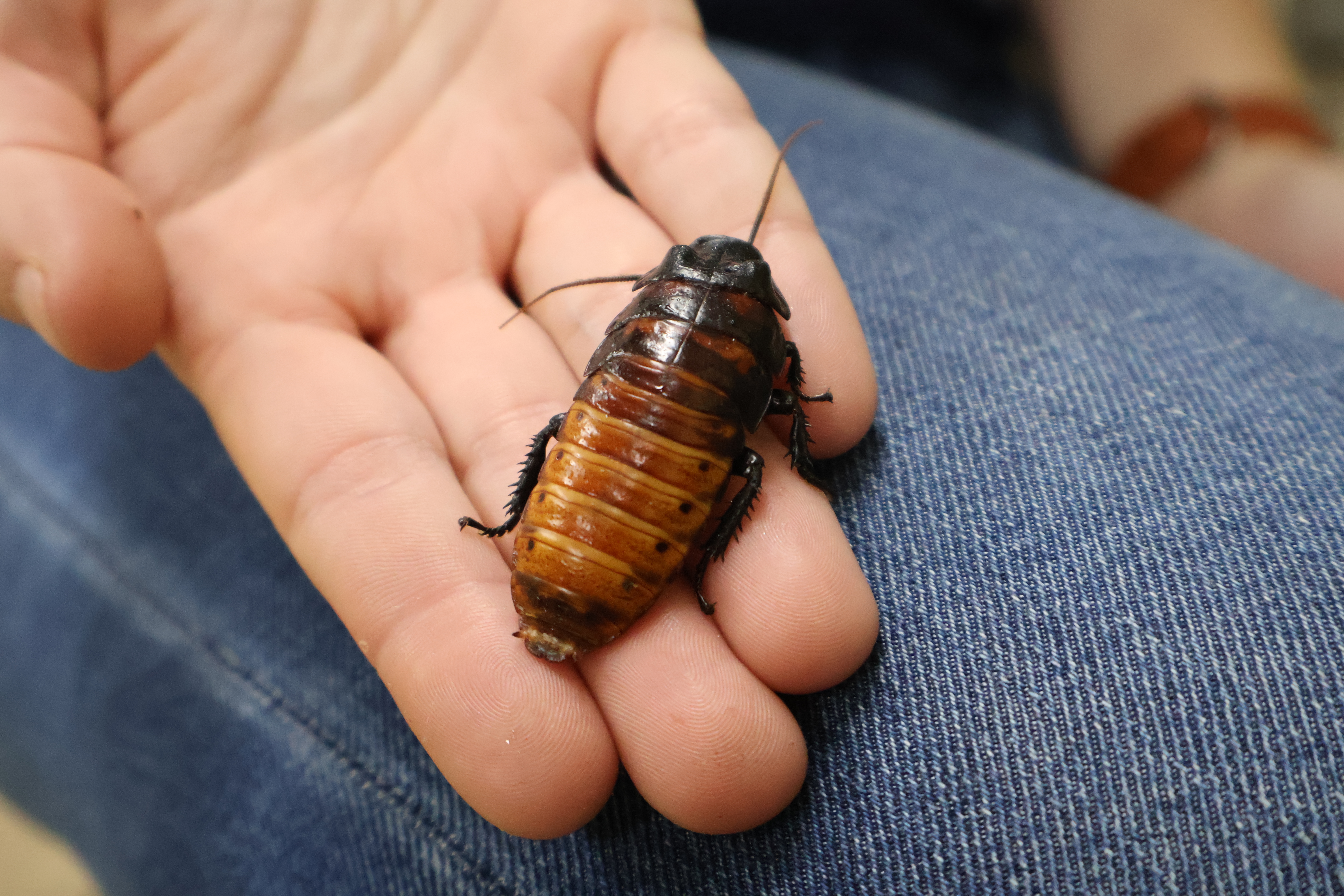Madagascar hissing cockroach