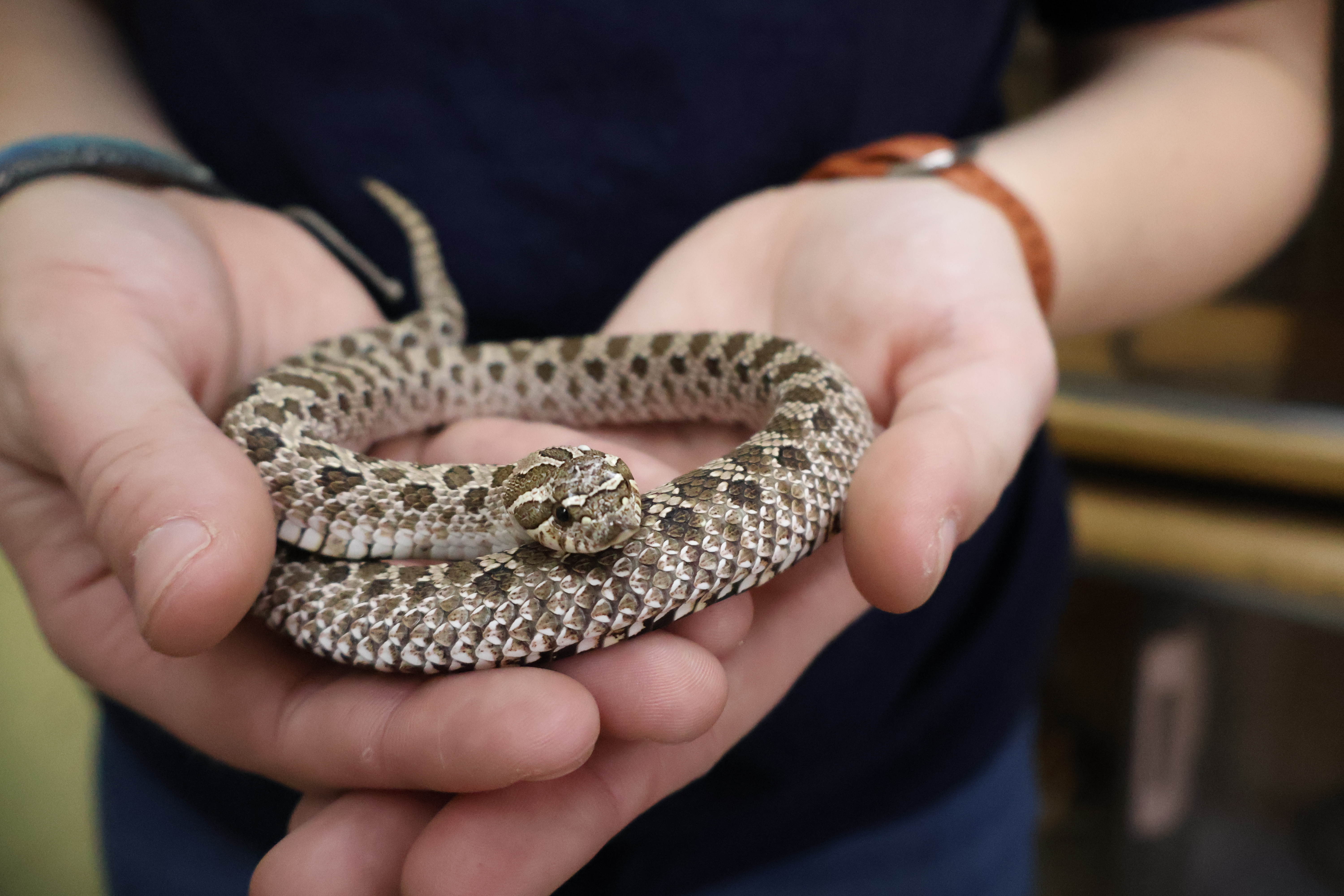 Western hognose snake